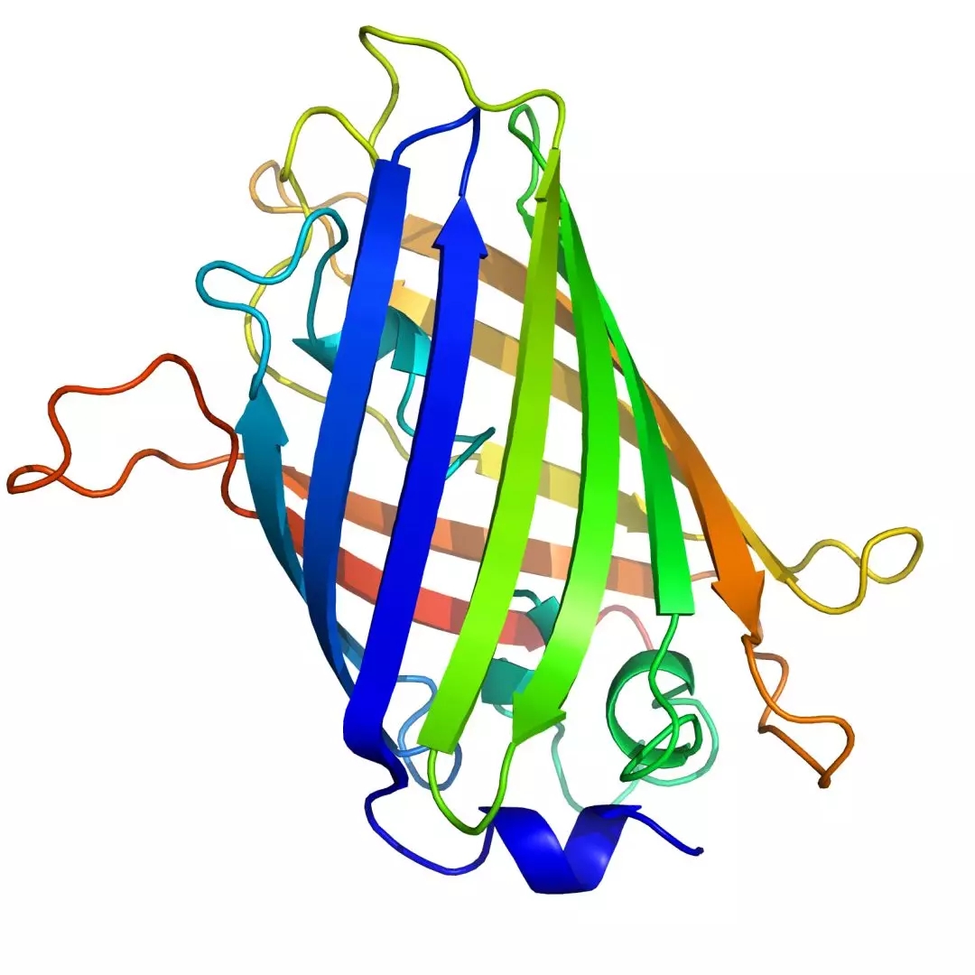 【3.1.1】蛋白质结构 - Sam' Note