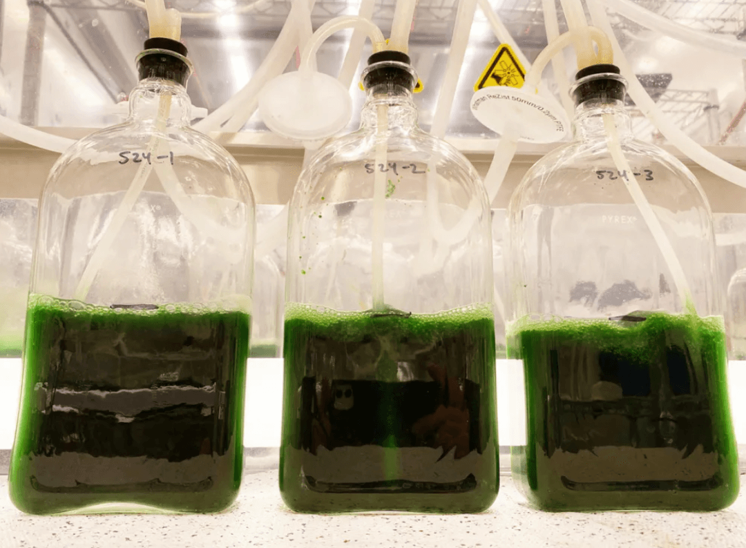 人工智能指导的藻类培养，助力生物燃料研发