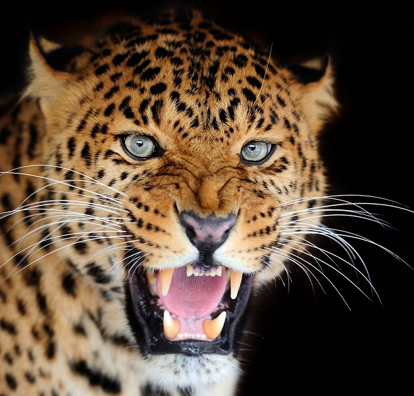 深度思维 | 为什么要小心躲在互联网暗处的那条猎豹