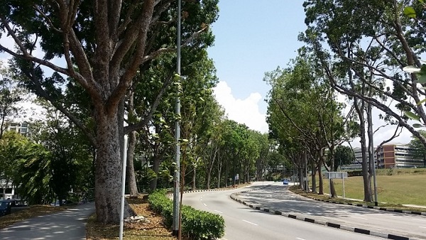 摩拜单车要骑进“花园城市”新加坡